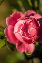 close up of a pink rose blooming under the sun in the garden