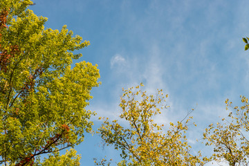 Obraz premium Trees crowns view from the ground in the autumn forest