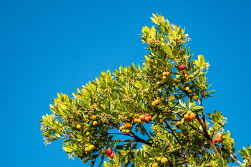 red, yellow and orange berries grown on the green leaves filled tree top under clear blue sky on a sunny day