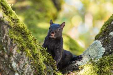 Naklejka premium curious black squirrel staring at you behind green moss filled tree branches on a sunny day