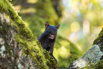 curious black squirrel staring at you behind green moss filled tree branches  on a sunny day