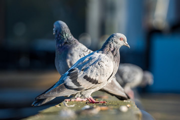 two pigeons resting on the metal rail under morning sunlight.