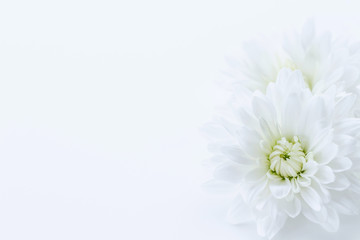 菊　白い花の背景素材