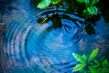 Art In Nature
