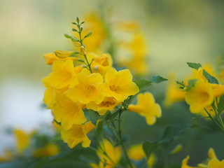 Gold Yellow trumpet flower background beautiful in nature Flowering into a bouquet of flowers at the end of the branches, very blossoming, the petals forming a cone petals are round, slightly wavy