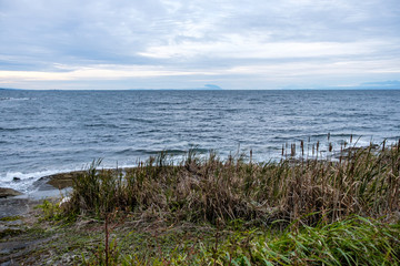 tall grasses grown on the edge of the island on a windy cloudy day on the coast