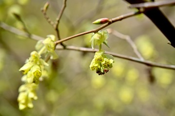 光を浴びて輝く満開のトサミズキの花