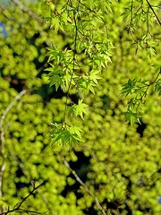 光を浴びて輝く新緑の青もみじ