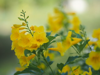 Gold Yellow trumpet flower background beautiful in nature Flowering into a bouquet of flowers at the end of the branches, very blossoming, the petals forming a cone petals are round, slightly wavy