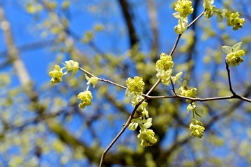 光を浴びて輝く満開のトサミズキの花