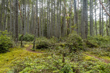 narrow hidden trails in the forest with dense tall trees and green bushes all around