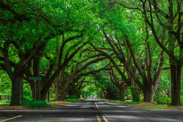 Tree Lined Road in Aiken