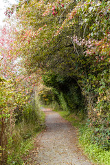 path inside green tunnel formed by dense trees with beautiful colour inside park 