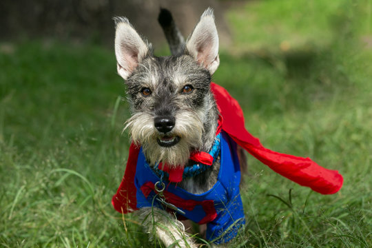 yorkshire terrier in the grass