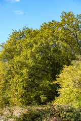 Naklejka premium dense trees inside park with beautiful green colour under blue sky on a sunny day