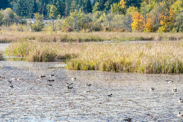 flock of Canada geese resting in the pond filled with fallen leaves with tall grasses on the edge of the pond and autumn foliage in the background inside park