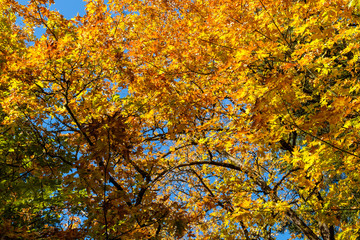 beautiful golden leaves in the forest under clear blue sky on a sunny autumn day