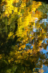 water puddle in the creek with reflection of blue sky and colourful autumn foliage in the forest in the park