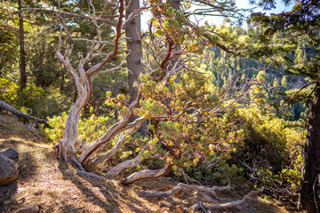 Twisted red manzanita tree Arctostaphylos glandulosa, in San Bernardino Mountains, Los Angeles, California