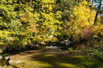 flat rocky platform by the creek filled with green mosses on a sunny day with other side of the creek filled with beautiful autumn foliage