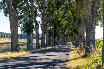 Fototapeta premium alley in summer in Poland