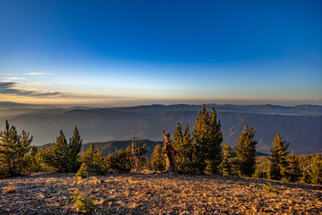 Tall pines at sunset in San Bernardino Mountains, California overlooking Big Bear