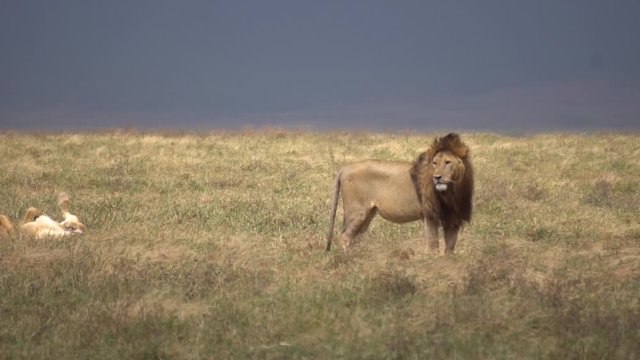 Lion aka Panthera Leo Looking For Prey in African Savanna, Slow Motion. Animal in Natural Habitat