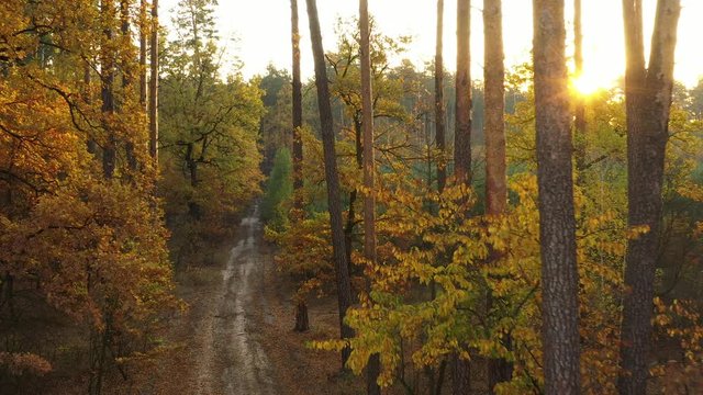 4k Flying trough the forest. Slowly calm video shot moving.