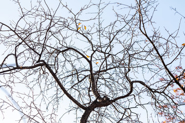 Crooked tree branches without leaves on a background of blue sky, late autumn. Dry tree branches autumn landscape and sky.