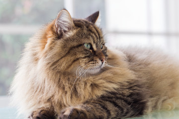 Long haired cat in relax indoor, siberian purebred domestic animal