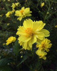  The orange-yellow starburst has beautiful water droplets