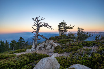 Fototapeta na wymiar Twisted dead pine at sunset in San Bernardino Mountains, California