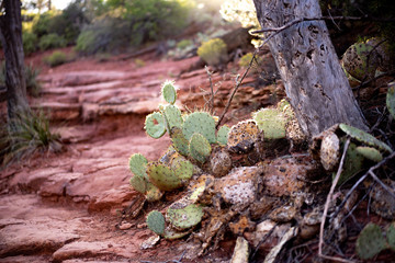 Cluster of Prickly Pear Opuntia growing on sedona red rocks