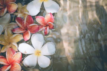 Naklejka na ściany i meble Frangipani flowers colorful tropical scent on water treatment in the health spa is illustrated
