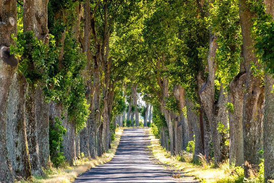 alley in summer in Poland
