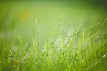  The fresh grass the background blur use for the illustrations