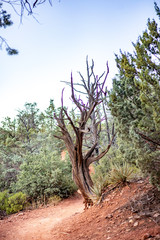 Lone twisted Juniper tree in Sedona