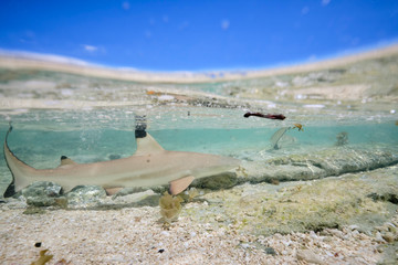 Juvenile baby blacktip reef shark swimming in shallow coral reef water on island off Fiji