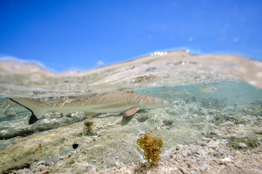 "Black Tip Reef Shark" Images – Browse 61 Stock Photos, Vectors, and