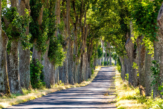 alley in summer in Poland