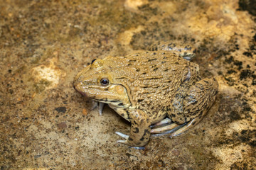 Image of Chinese edible frog, East Asian bullfrog, Taiwanese frog (Hoplobatrachus rugulosus) on the floor. Amphibian. Animal.