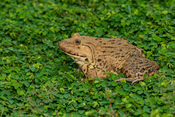 Obraz premium Image of Chinese edible frog, East Asian bullfrog, Taiwanese frog (Hoplobatrachus rugulosus) on the grass. Amphibian. Animal.
