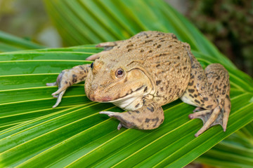 Image of Chinese edible frog, East Asian bullfrog, Taiwanese frog (Hoplobatrachus rugulosus) on the green leaves. Amphibian. Animal.