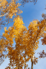 Autumn concept, birch forest. Beautiful natural bottom view of the trunks and tops of birches with golden bright autumn foliage against a blue sky