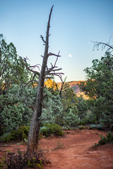 Full Moon Rise over Sedona Junipers with Red Rocks