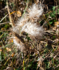 Fluffy flowers of a withering thistle, nature landscape.