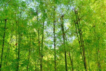 Fototapeta premium bamboo tree in garden outdoor