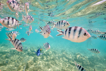 Obraz na płótnie Canvas Large school of tropical scissor tail sergeant fish feeding in tropical waters of Fiji