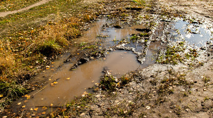 Dirty autumn road, clay puddles, yellow fox.