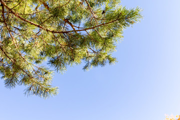 Fototapeta na wymiar Pine tree branches against the blue sky. Copy space, space for text.